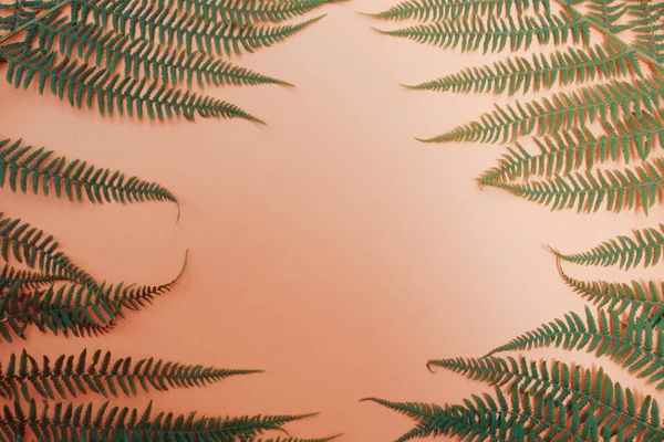 Листья Тропического Дерева Обнаженном Фоне Природная Косметика Место Тестирования Продукта — стоковое фото