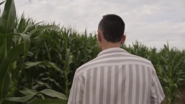 Bir adam mısır tarlasında yürüyor ve tarladaki yapraklara dokunuyor. Çiftlik işçisi, arazi sahibi. Adam mısırların nasıl olgunlaştığını kontrol ediyor, gülümsüyor..