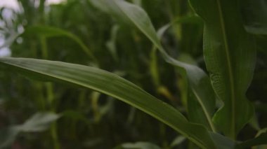 Mısır yaprakları tarlada rüzgarı geliştirir.