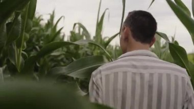 Bir adam mısır tarlasında yürüyor ve tarladaki yapraklara dokunuyor. Çiftlik işçisi, arazi sahibi. Adam mısırların nasıl olgunlaştığını kontrol ediyor, gülümsüyor..