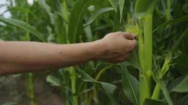 Bir adam mısır tarlasında yürüyor. Tarlanın sahibi olan tarım işçisi yapraklara elleriyle dokunur ve meyvelerin nasıl olgunlaştığına bakar..