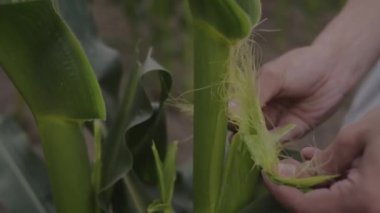 Bir adam mısır tarlasında yürüyor. Tarlanın sahibi olan tarım işçisi, elleriyle genç mısırın kulağına dokunur. Meyvenin nasıl büyüdüğünü gösterir.
