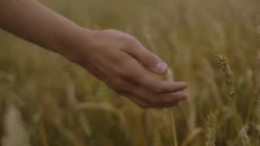 Bir adamın eli olgunlaşmış buğdaya dokunur. Tahıl tarlası, hasat bakımı