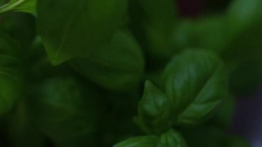 Çalının üzerindeki fesleğen yaprakları, üzerine su akar.