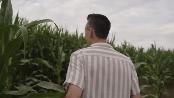 Homme Marche Dans Champ Maïs Touche Des Feuilles Dans Champ — Video