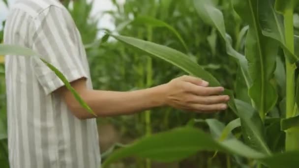 Homme Marche Dans Champ Maïs Ouvrier Agricole Propriétaire Champ Touche — Video