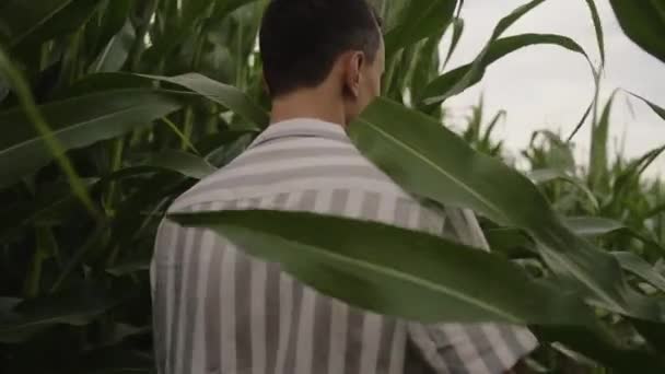 남자가 옥수수 거닐다가 들녘의 나뭇잎에 손을댑니다 남자는 옥수수가 어떻게 익는지 — 비디오