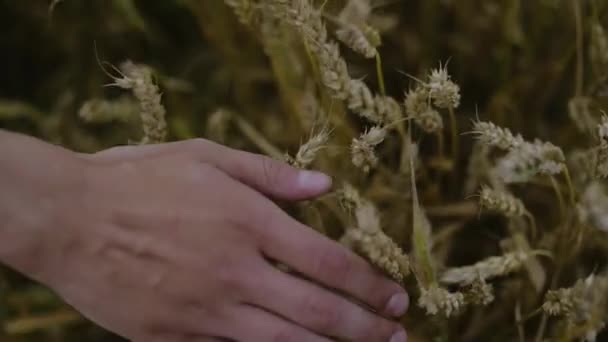 Die Hand Eines Mannes Berührt Reifen Weizen Getreidefeld Erntepflege — Stockvideo