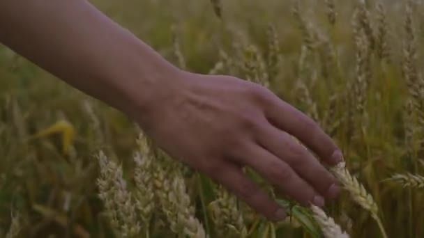 Die Hand Eines Mannes Berührt Reifen Weizen Getreidefeld Erntepflege — Stockvideo