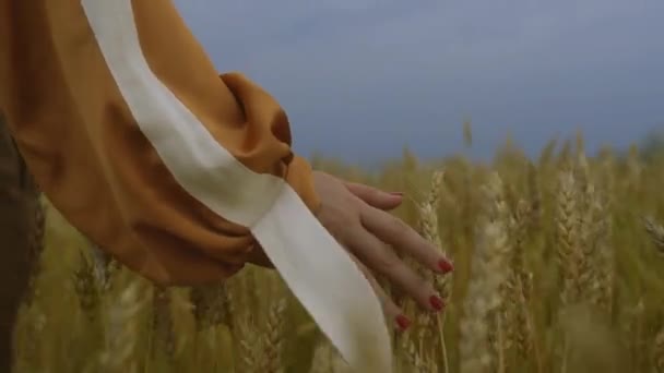 Χέρι Μιας Γυναίκας Αγγίζει Ώριμο Σιτάρι Χωράφι Σιτηρών Φροντίδα Συγκομιδής — Αρχείο Βίντεο