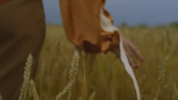 一个女人的手摸着成熟的小麦 谷物田 收获照料 — 图库视频影像