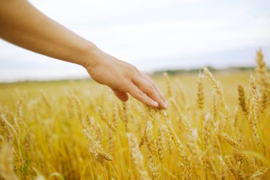Elim mısır gevreğine değdi. Korunma ve tahıl bakımı kavramı. Altın sahanın sığ derinliği.