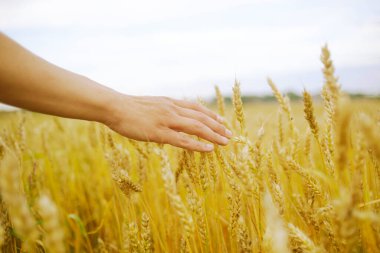 Elim mısır gevreğine değdi. Korunma ve tahıl bakımı kavramı. Altın sahanın sığ derinliği.