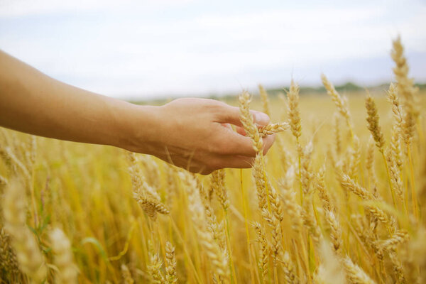 Рука касается хлопьев. Концепция защиты и ухода за зерном. Мелкая глубина золотого поля.