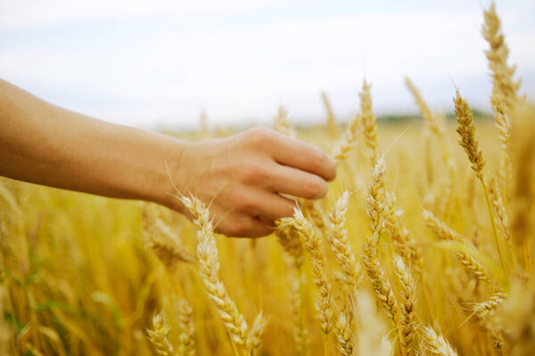 Рука касается хлопьев. Концепция защиты и ухода за зерном. Мелкая глубина золотого поля.