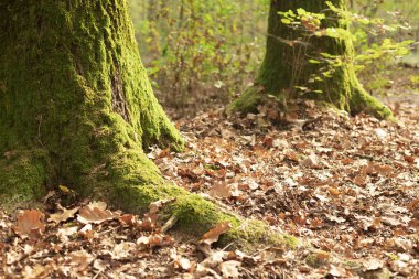 Ağaçların kökleri düşen yapraklar ile sonbahar Misk içinde kaplı. Parco Ticino, La Fagiana, Magenta, İtalya.