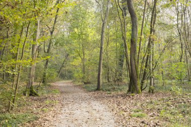 Sonbahar woods ve yol manzara La Fagiana, Parco Ticino, Magenta, İtalya.