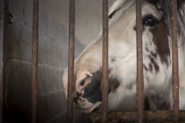 Beyaz benekli at ahır kapı paslı demir parmaklıklardan arıyorum. Portre kadar kapatın.