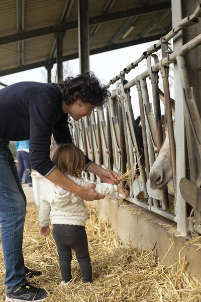 Papá Niña Alimentando Burro Con Heno Través Una Cerca Una — Foto de Stock