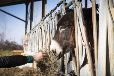 el kararlı Farm bir eşek besleme