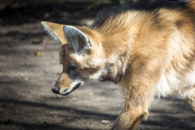 Chrysocyon veya Yeleli kurt portre.