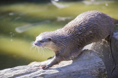 Asyalı küçük Clawed Otter bir yetişkin.