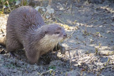 Asyalı küçük Clawed Otter bir yetişkin.