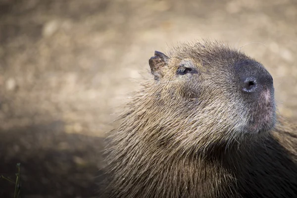 Capybara close up portrait — Stock Photo, Image