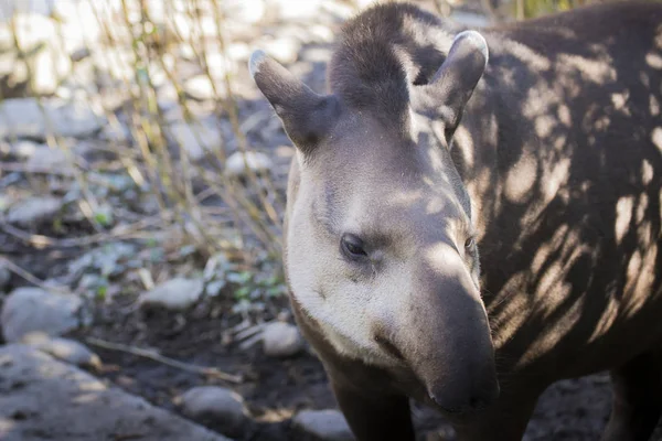 Tapir Baird (tapirus bairdii ). — Stok Foto