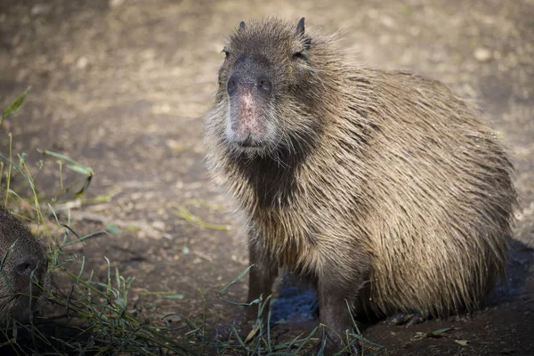 Capybara sitting portrait — Stock Photo, Image