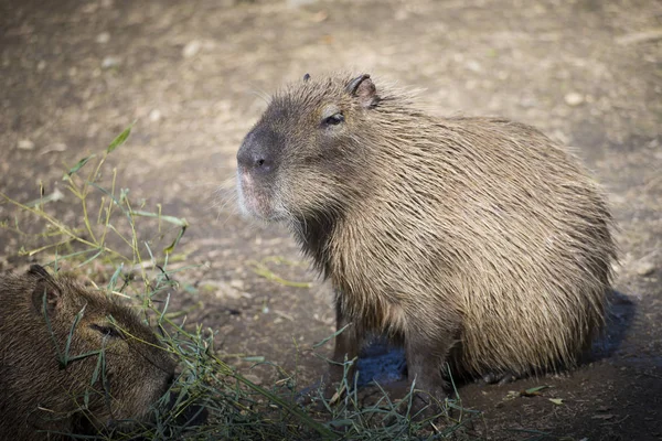 Capybara portrait — Stock Photo, Image