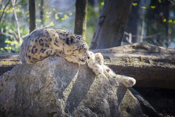 Snöleopard sova på en klippa. — Stockfoto