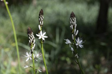üç asphodelus albus çiçek 