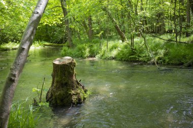 ortasında bir kesik ağaç ile su akışı