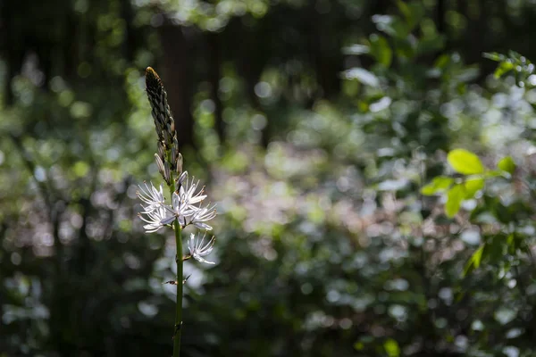 Única flor de asphodelus albus — Fotografia de Stock
