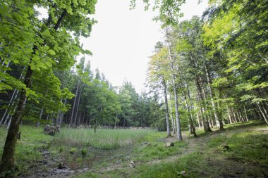 Foreste Casentinesi Ulusal Parkı'ndaki kayın ormanı, İtalya.