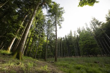 Foreste Casentinesi Ulusal Parkı'ndaki kayın ormanı, İtalya.
