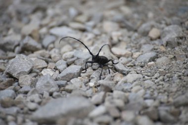 Kayalık toprakta küçük oğlak böceği