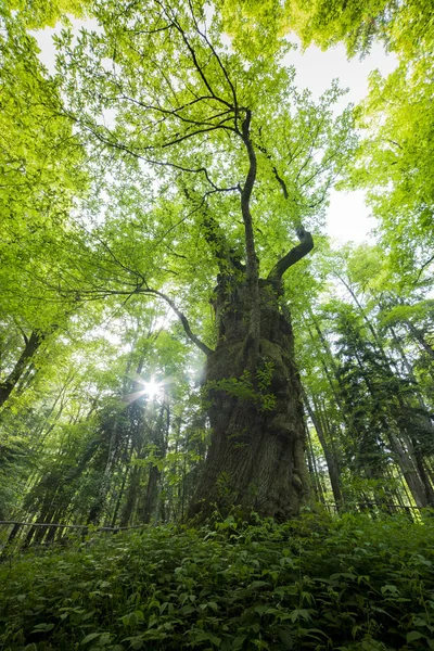 Pohon kastanye Miraglia di Camaldoli, Italia . — Stok Foto