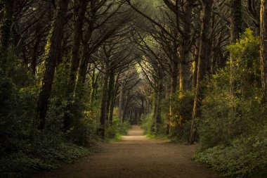 Merkezi yol ile görkemli orman manzara. Marina di Bibbona, 
