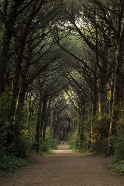 Merkezi yol ile görkemli orman manzara. Marina di Bibbona, 