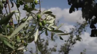 ağaç dallarında yeşil zeytin güçlü bir rüzgar tarafından taşındı