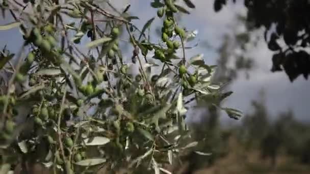 Olivkvistar med gröna oliver som flyttas av en stark vind — Stockvideo