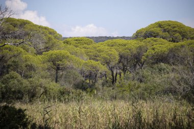 Deniz çam ağaçları ahşap manzara.