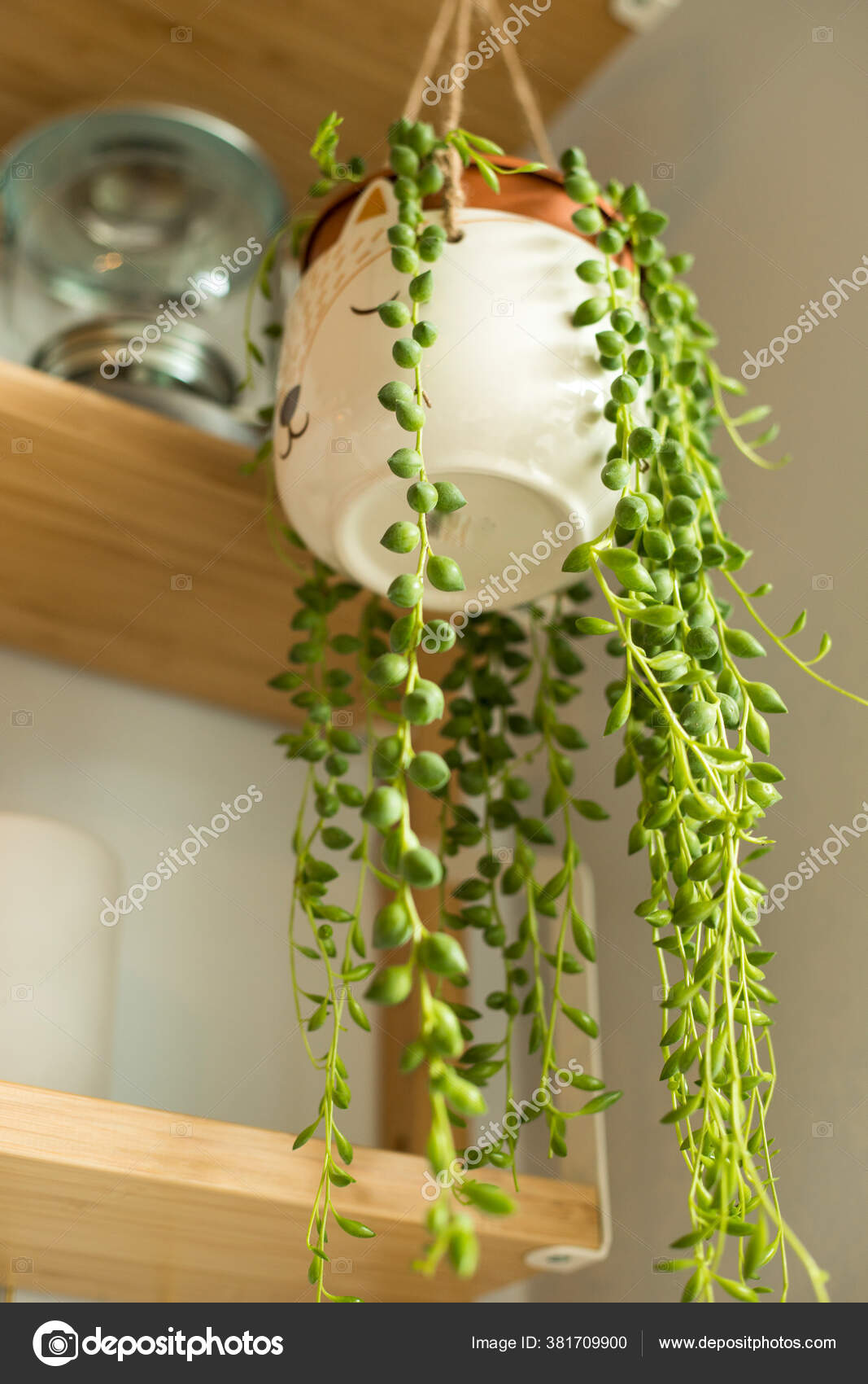 Succulent Plants String of Pearls (Senecio Rowleyanus) Hanging