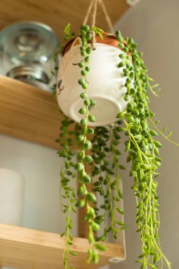 Senecio Rowleyanus Evi. Hayvan suratlı bir saksıda bitki. İnci Dizisi bitkisi. Düşük açı görünümü, dikey çekim.