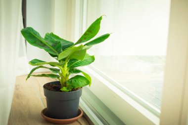 Musa Tropicana cüce muz bitkisi, izole edilmiş ve büyük bir pencerenin yanında bulunuyor. Dikey çekim.