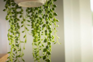 Senecio Rowleyanus 'un evi. Plant detayları bırakıyor. Yuvarlak incili yapraklar dizisi bitkiyi yakınlaştırıyor. Uzayı kopyala Dikey çekim.