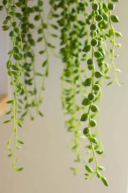 Senecio Rowleyanus 'un evi. Plant detayları bırakıyor. Yuvarlak incili yapraklar dizisi bitkiyi yakınlaştırıyor. Uzayı kopyala Dikey çekim.