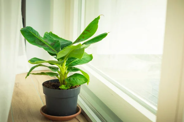 Musa Tropicana cüce muz bitkisi, izole edilmiş ve büyük bir pencerenin yanında bulunuyor. Dikey çekim.